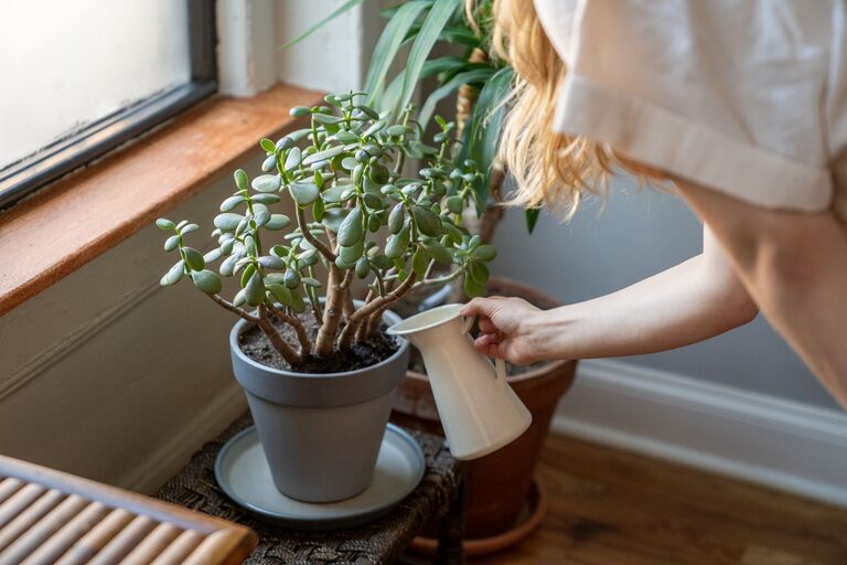 Simple Tips for Keeping Houseplants Healthy